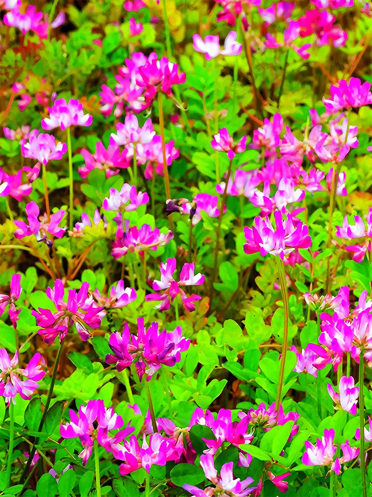 From US 100 pcs Chinese Milk Vetch Seeds Ground Cover - $9.99