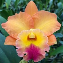 AD 15 Seeds Rlc Orchid Golden Passion House Flowers Home Garden - $252.42 MXN
