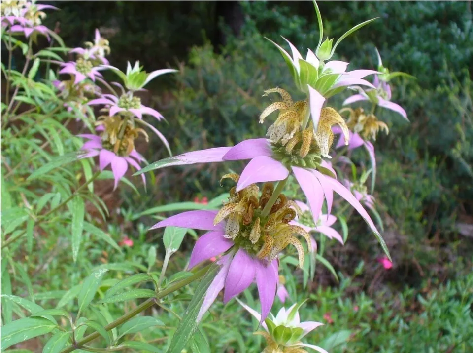FARM 50 Spotted Bee Balm Bergamot Seeds Monarda Punctata L Medicinal Bul... - $9.95