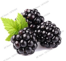 Blackberry Seeds Sweet Black Berry Giant Blackberries Garden Beautiful Usa Selle - $8.35