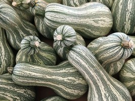 Green Striped Cushaw Pumpkin Seeds 10+ Squash Gourd Vegetable - $8.99