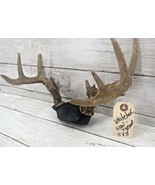 Whitetail Deer Horns Rack Antlers NON TYPICAL 5x3 Man Cave Cabin Home Decor - £51.40 GBP