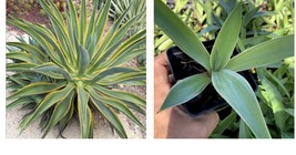 Agave Desmettiana Variegata Baby Live Plant 6+” Tall Pot 3” - $22.99
