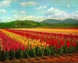 Vtg Chrome Postcard Grants Pass Oregon OR Gladiola Fields UNP - $2.92