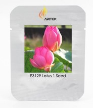 Heirloom Red Double-headed Nelumbo Nucifera Lotus Flower Seeds, Professional Pac - £3.26 GBP