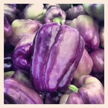 75 Seeds Purple Beauty Pepper ( Sweet Mild Bell ) Capsicum Annuum Vegeta... - $9.68