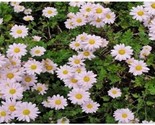SDC Pink Daisy Chrysanthemum Perennial Flower 100 Seeds Grown Easy Grow - $15.20