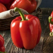 Pepper King Beyond the Wall - Paprika - 5+ seeds - Ch 201 - £2.34 GBP
