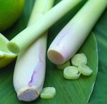 New Fresh 400 Lemon Grass Seeds Herb Edible Lemongrass Kitchen Vegetable Seeds - £7.62 GBP