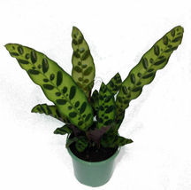 Live Plant Rattlesnake Calathea lancifolia Easy Houseplant 4&quot; Pot Indoor - £60.58 GBP