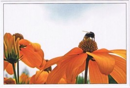 Postcard Bee On Orange Flower - £1.57 GBP