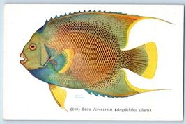 The Shedd Aquarium Chicago Illinois vintage Postcard Unused - $4.74