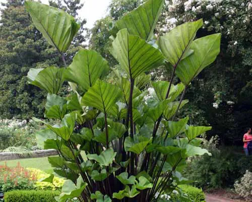 Tea Cup Elephant Ear Colocasia Esculenta Starter Plant Fresh Garden