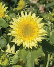 25 Pc Seeds Sunburst Lemon Sunflower, Perennial Flower Seeds for Planting | RK - £11.51 GBP