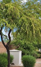 Twisted Acacia Huisachillo Tree Seeds Acacia Schaffneri 20 Seeds Rare Item Beaut - $21.00