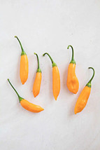 GIB 25 Seeds Easy To Grow Aji Cito Chili Peppers Large Vegetable Edible Food Hot - £7.13 GBP