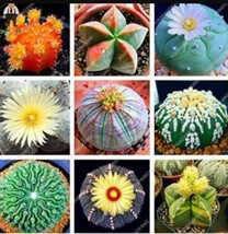 100 Of Lithops Seeds Mixed - $11.37