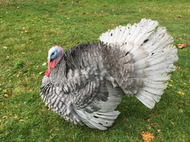 4+Blue slate turkeys  Hatching Eggs- Excellent Herritage Breed! - £25.89 GBP