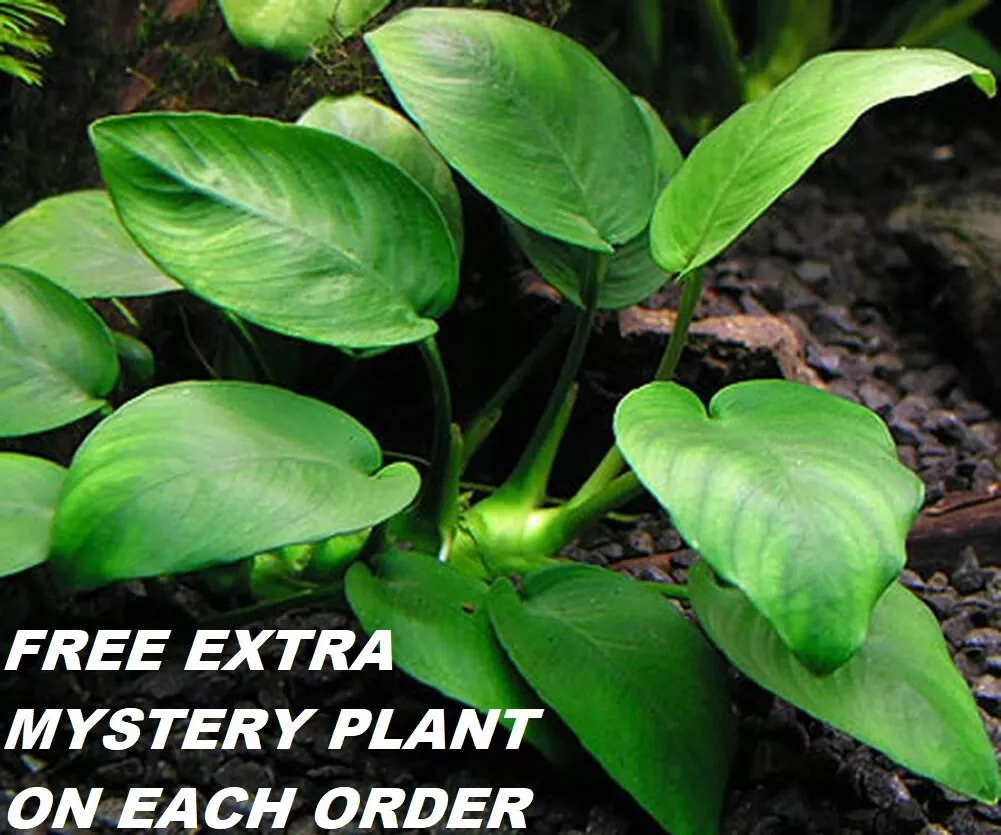 BUY 2 GET 1 FREE Anubias Barteri Round Leaf Live Fish Tank Aquarium Plants - $65.66