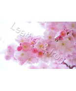 New Pink Cherry Blossoms Design Checkbook Cover - $13.54 CAD