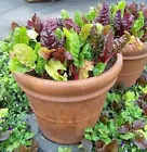 Non GMO-Organic 200 Rainbow Swiss Chard Seeds-Open Pollinated - $7.99