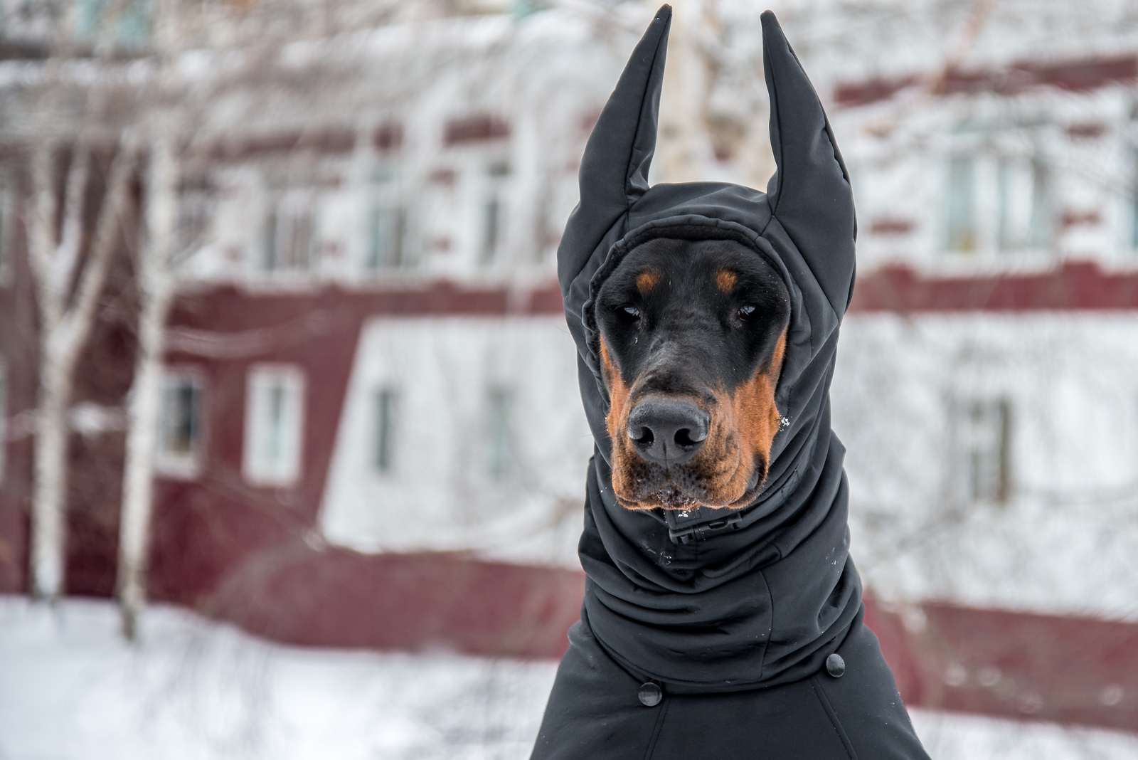 Pet Gift Doberman dog Coats Winter jacket Fall Rainy Weather Jackets with HAT -