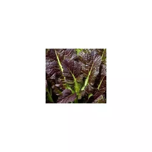 Fresh Seeds Mustard Red Giant Great Vegetable 2000 Seeds - £9.08 GBP