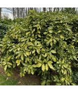 Aucuba Japonica Gold Dust Gold Dust Aucuba 1 Gallon Pot Plant Garden - $16,398.65 MXN