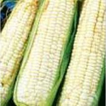 PM Trucker&#39;s Favorite Corn (White) Seeds (25 Seed Packet) (More Heirloom, Organi - £3.75 GBP