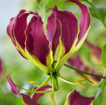 5 Pc Seeds Gloriosa Carsonii Flower, Carsons Lily Seeds for Planting | RK - £19.83 GBP