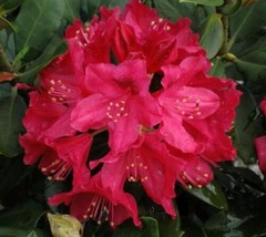 SEPTH ( 1 ) - Nova Zembla Red Rhododendron - Starter Plant ( 8m ) ( 1 live plant - $37.49