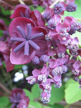 BPA 15 Seeds Chocolate Vine Edible Fruit Akebia Trifoliata Flower Ornamental Cli - £7.78 GBP