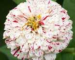 Peppermint Stick Zinnia Flower Seeds 100 Annual Garden Red White Fast Sh... - $8.99