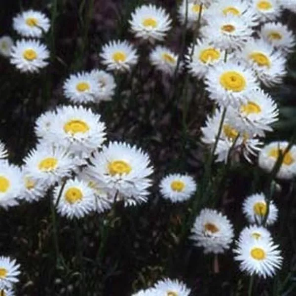 Paper Daisy- White- 50 Seeds Fresh Garden - £5.92 GBP