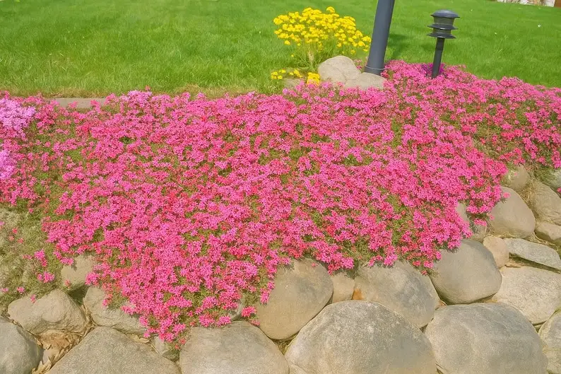 100 Scarlet Flame Creeping Phlox Seeds, Red Ground Cover Perennial - €11,11 EUR