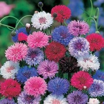 BACHELOR&#39;S BUTTON CLASSIC MAGIC MIX, 150 SEEDS R - $16.35