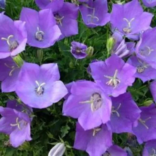 THJAR Purple Bellflower Seeds, Bell Flower Tussock, Heirloom Perennial, ... - $3.66