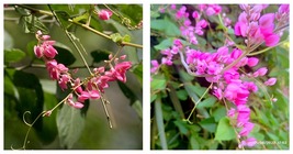 Portal Cool Seed Pack: 40 Seeds Antigonon leptopus - Mexican Creeper/Coral Vine - £15.97 GBP