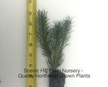10 Dwarf Mugo Pine -Swiss Mountain Pine (Mugo Pinus) - Bonsai or Landscape - £30.91 GBP