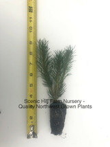 10 Dwarf Mugo Pine -Swiss Mountain Pine (Mugo Pinus) - Bonsai or Landscape - £30.82 GBP