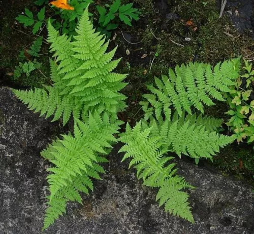 Lady Ferns 5 Rhizomes (Athyriun Filix-Femina) Live Plant - £22.04 GBP