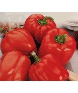 SEED-Sweet  Bell Pepper Yellow Orange Red  Purple California Wonder - $3.56+