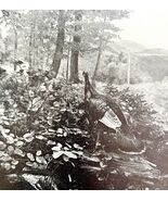 Wild Turkey In West Virginia Mountains 1936 Bird Print Nature DWU13 - $371.04 MXN
