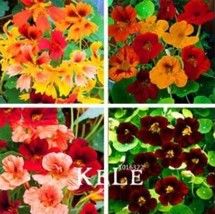 100 Creeping Tropaeolum Majus Nasturtium Flower Seeds Mixed Colors Gardening - £13.28 GBP