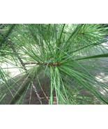 SEEDS -Evergreen for Bonsai, Shade: White Pine Pinus Strobus & Balsam Fir - $4.87 - $8.44