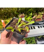 Venus Flytrap Akai Ryu - Red Dragon Venus Flytrap - Live Carnivorous Plant - $455.55 MXN