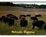 Thousands Of Buffalo Grazing Nebraska NE Chrome Postcard V2 - £2.80 GBP