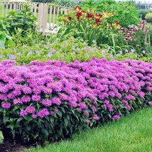 10 Wholesale Perennial Monarda Grand Parade™ Beebalm, Bergamot Plants Fl... - £54.26 GBP