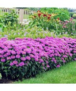 10 Wholesale Perennial Monarda Grand Parade™ Beebalm, Bergamot Plants Flowers - $69.00