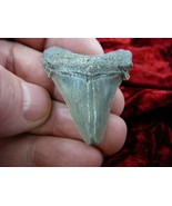 (S233-46) 1-3/4&quot; Fossil MEGALODON Shark Tooth Teeth JEWELRY love sharks ... - €36,66 EUR